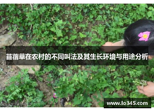 苜蓿草在农村的不同叫法及其生长环境与用途分析